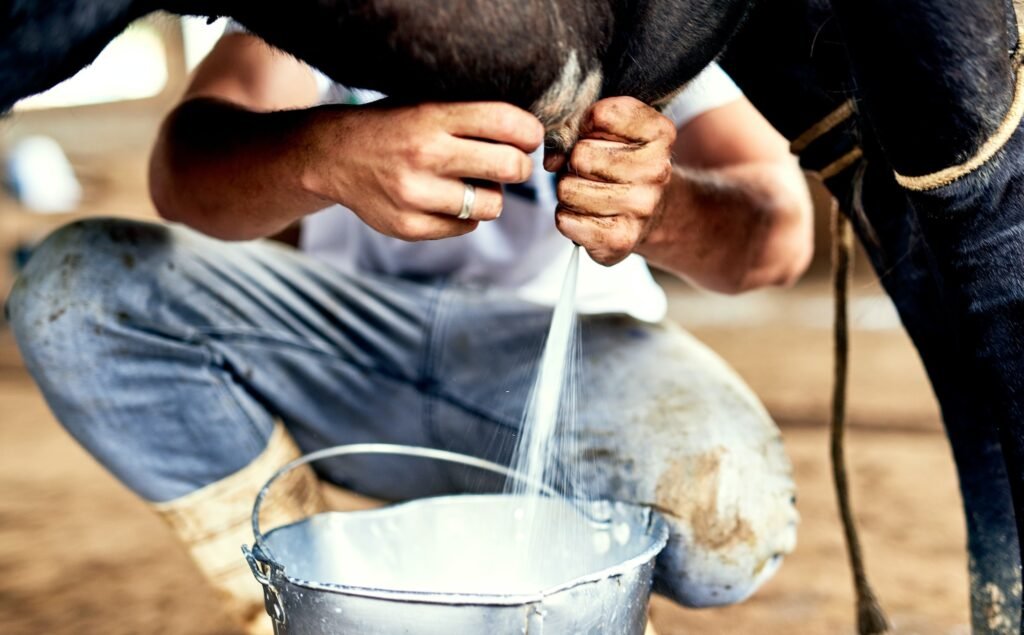 The more relaxed the cow is, the more milk youll get. Cropped shot of a male farmer milking a cow.